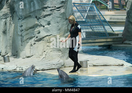 Riccione, Italie, 0620 2015 : formateurs dolphin à l'œuvre dans l'Oltremare aquarium à Riccione, Italie. Banque D'Images