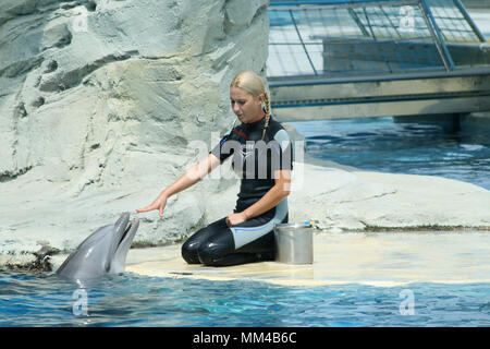 Riccione, Italie, 0620 2015 : formateurs dolphin à l'œuvre dans l'Oltremare aquarium à Riccione, Italie. Banque D'Images