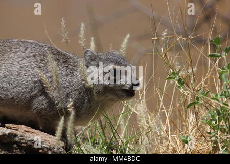 Rock Hyrax le soleil brille, tout en mangeant de l'herbe Banque D'Images