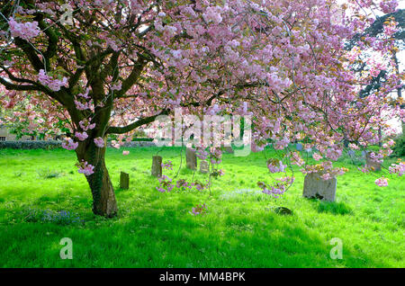 L'église St Mary, stody, North Norfolk, Angleterre Banque D'Images