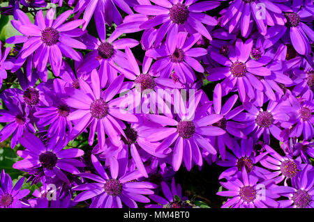 Floraison pourpre fleurs senetti, Norfolk, Angleterre Banque D'Images