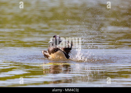 Photographie couleur de fuligule morillon le nettoyage et de s'éclabousser dans un grand lac à l'aide de grande vitesse d'obturation pour geler une action Banque D'Images