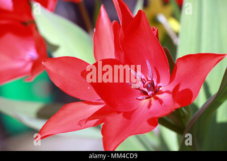 Close up l'intérieur de la fleur de tulipe pétales rouge vif avec ouvert dans le jardin Banque D'Images