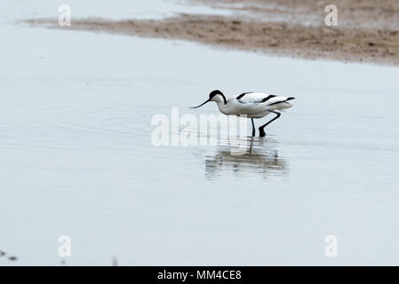 Avocette d'ouates à RSPB Frampton Marais Banque D'Images