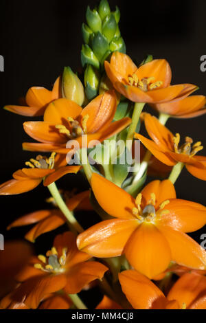 Orange belle étoile de Bethléem. Banque D'Images