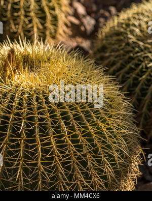 Barrel Cactus, Jardin botanique de Phoenix, Phoenix, Arizona Banque D'Images