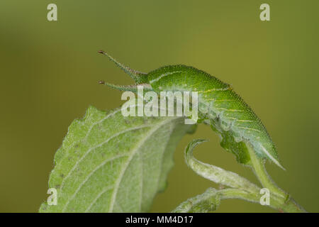 Nur Schillerfalter, Raupe frisst une Salweide, Apatura iris, Purple Emperor, Caterpillar, Le Grand Mars changeant Banque D'Images