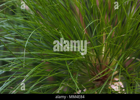 Feuilles d'herbe du Nil vert minceur (cyperus papyrus) Banque D'Images