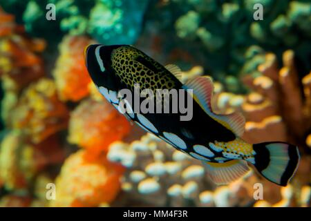 Apple Valley, Minnesota. Minnesota Zoo. Balistoides conspicillum, balistes clown. Banque D'Images