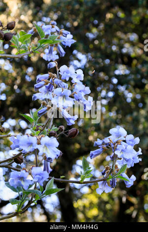 Fleurs de Printemps Bleu de l'arbre de la digitale hardy, Paulownia tomentosa. Banque D'Images