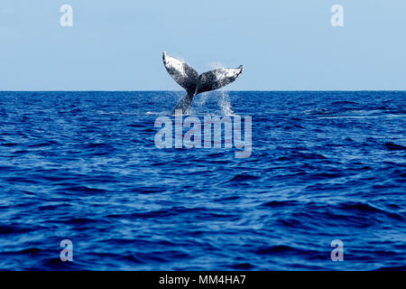 Humpback Whale tail slapping à Hawaii, Maui, Lahaina, Hiver Banque D'Images