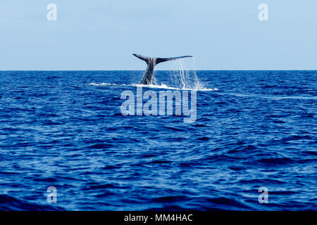 Humpback Whale tail slapping à Hawaii, Maui, Lahaina, Hiver Banque D'Images