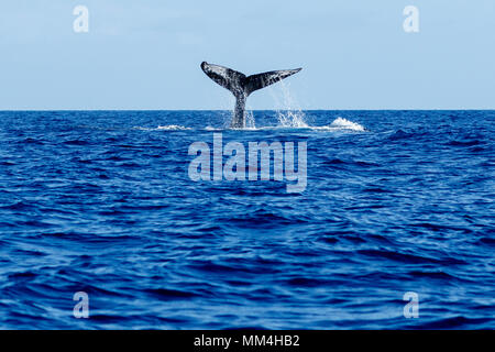 Humpback Whale tail slapping à Hawaii, Maui, Lahaina, Hiver Banque D'Images