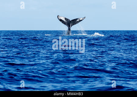 Humpback Whale tail slapping à Hawaii, Maui, Lahaina, Hiver Banque D'Images