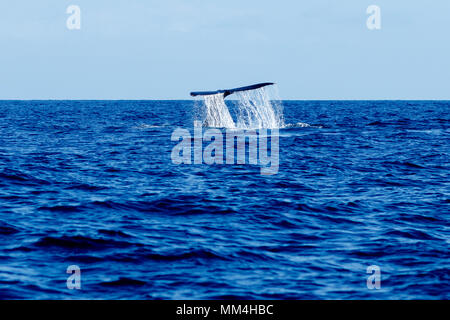 Humpback Whale tail slapping à Hawaii, Maui, Lahaina, Hiver Banque D'Images