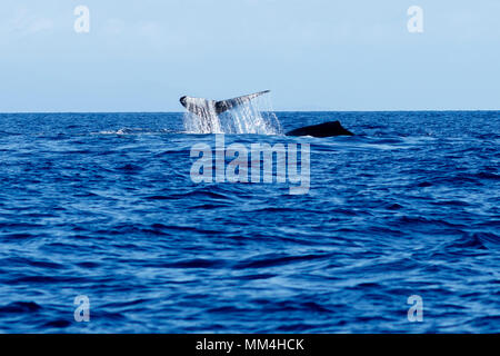 Humpback Whale tail slapping à Hawaii, Maui, Lahaina, Hiver Banque D'Images