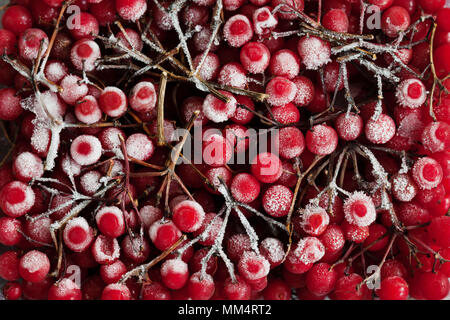 Rouge mûre viburnum congelé en magasin, Viburnum opulus de dessus Banque D'Images