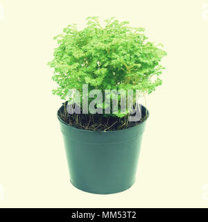 Arbres en pots old vintage retro style Banque D'Images Arbres en pots old vintage retro style Banque D'Images