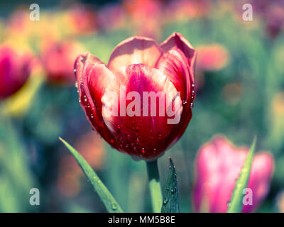 Tulipes au jardin avec effet filtre rétro Banque D'Images