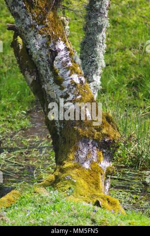 Couvert de mousse et de Lichen Papyracée blanc tronc d'un arbre du bouleau verruqueux (Betula pendula). Paysage boisé intime. Muir de Dinnet, Ecosse, Royaume-Uni. Banque D'Images