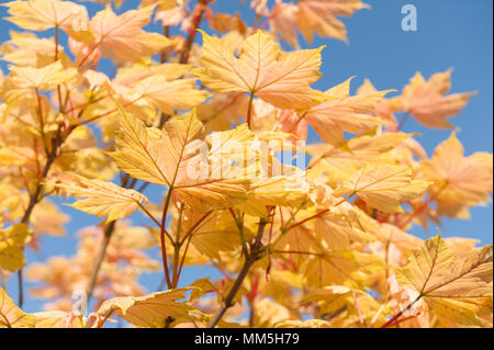 Jaune orange vif de nouvelles feuilles d'érable d'ouverture à ressort contre le début de l'été bleu ciel de jour Banque D'Images