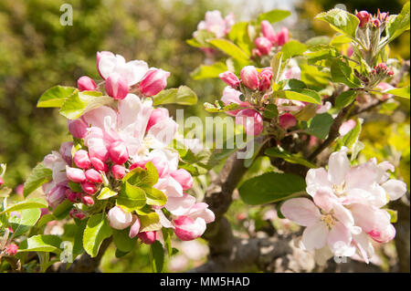L'abondance de cuisson prolifique Bramley Apple Blossom fleurs printemps taillés sur arbre en fleurs Malus domestica Banque D'Images