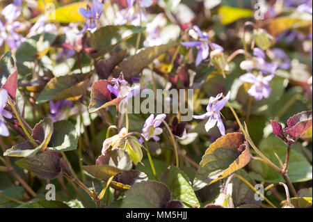 Doux parfum de Violettes sauvages magnifiques vu par beaucoup comme une mauvaise herbe mais ils ont les propriétés de plantes médicinales - antiseptique, antifongique, anti-inflammatoire  = violet bois Banque D'Images