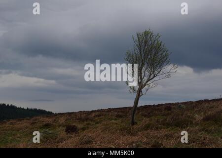 La Lande solitaire arbre sur un sombre jour couvert. Scotty Hill, Banchory, Aberdeenshire, Scotland, UK. Mai, 2018. Banque D'Images