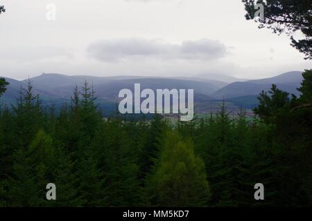 Plantation de conifères Tree Tops. Paysage abstrait de diverses nuances de vert. Scotty Hill, Aberdeen, Écosse, Royaume-Uni. Mai, 2018. Banque D'Images