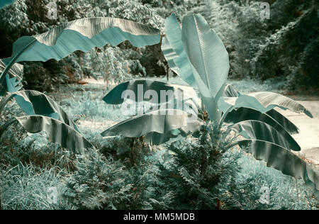 La diffusion de palmiers bananiers avec des feuilles larges dans l'arboretum de sud et de plantes tropicales. Banque D'Images