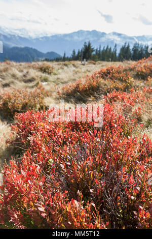 Plantes d'airelles sur terrain Banque D'Images