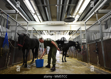 Un membre du ménage dans le calvaire des palefreniers chevaux Lignes stable pendant une installation pour voir la Household Cavalry régiment monté préparation du prochain mariage royal à Hyde Park Barracks, centre de Londres. Banque D'Images