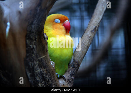 Amour oiseau (Agapornis) Banque D'Images