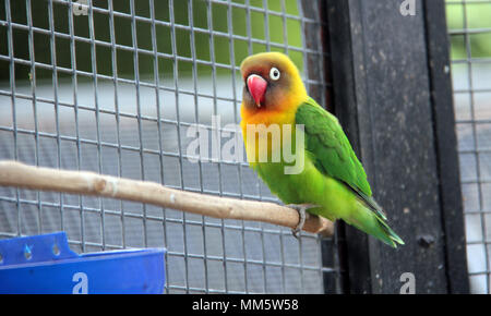 Amour oiseau (Agapornis) Banque D'Images