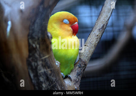 Amour oiseau (Agapornis) Banque D'Images