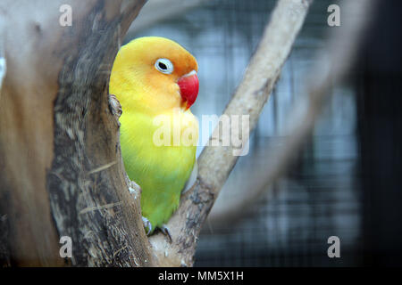 Amour oiseau (Agapornis) Banque D'Images