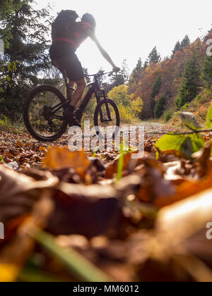 Vélo de montagne escalade piste dans les bois aux Ringelbuhlkopf, Alsace, France Banque D'Images