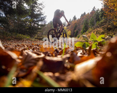 Vélo de montagne escalade piste dans les bois aux Ringelbuhlkopf, Alsace, France Banque D'Images