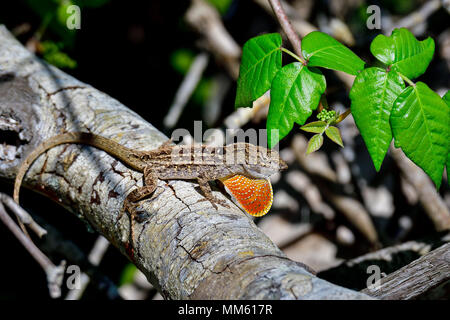 Brown anole montrant des signes d'avertissement. Banque D'Images