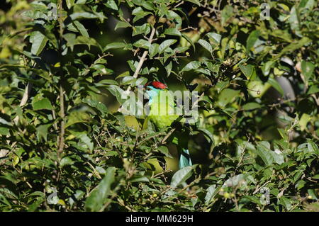 Les oiseaux de Mizoram (Inde) Banque D'Images