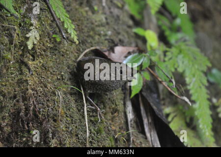 Les oiseaux de Mizoram (Inde) Banque D'Images