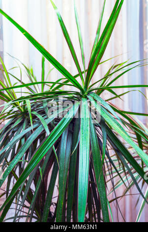 Longues feuilles d'une plante d'Ciperus Banque D'Images