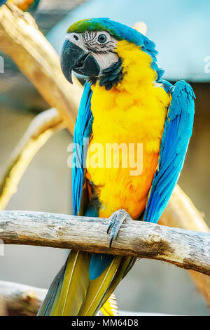 Intelligent et sociable, le Blue and Gold Macaw grandit pour être assez grand, mesurant près de trois pieds du bec à l'extrémité de la queue. Banque D'Images