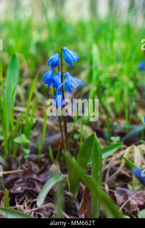 Fleurs de Printemps, la première floraison, ephemeroid plante liliacée vivace bulbifère. Squill de Sibérie, le mercure (Scilla siberica). Perce-neige sur la côte de la mer Noire du Caucase. Banque D'Images