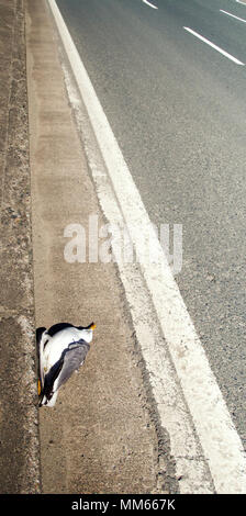 La destruction de la nature, de tuer des animaux. Voiture vs oiseaux. Seagull a frappé en voiture et se trouve sur le bord de la route. La protection des animaux, le bien-être des animaux Banque D'Images