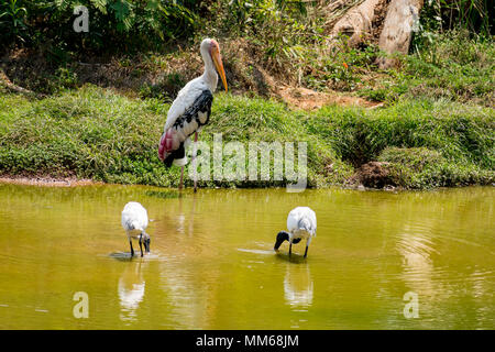 Un des couples de cigognes debout sur des oiseaux peints stable à l'eau boueuse pour fermer la vue du poisson. Banque D'Images