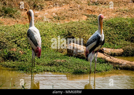 Un des couples de cigognes debout sur des oiseaux peints stable à l'eau boueuse pour fermer la vue du poisson. Banque D'Images