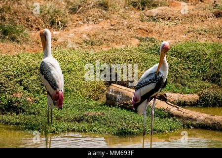 Un des couples de cigognes debout sur des oiseaux peints stable à l'eau boueuse pour fermer la vue du poisson. Banque D'Images