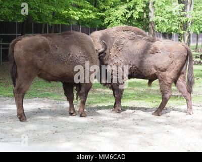 L'accent sur deux bisons européenne forte position sur sol sableux en enclos au ville de Lublin en Pologne en 2018 journée de printemps chaud et ensoleillé sur Mai. Banque D'Images