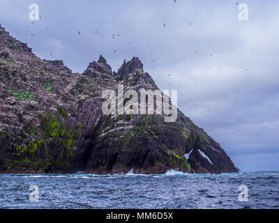 Le Skellig Islands - Puffin Island wildlife Banque D'Images